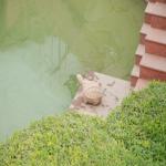 Vraj-Yatra-2014- (1528)